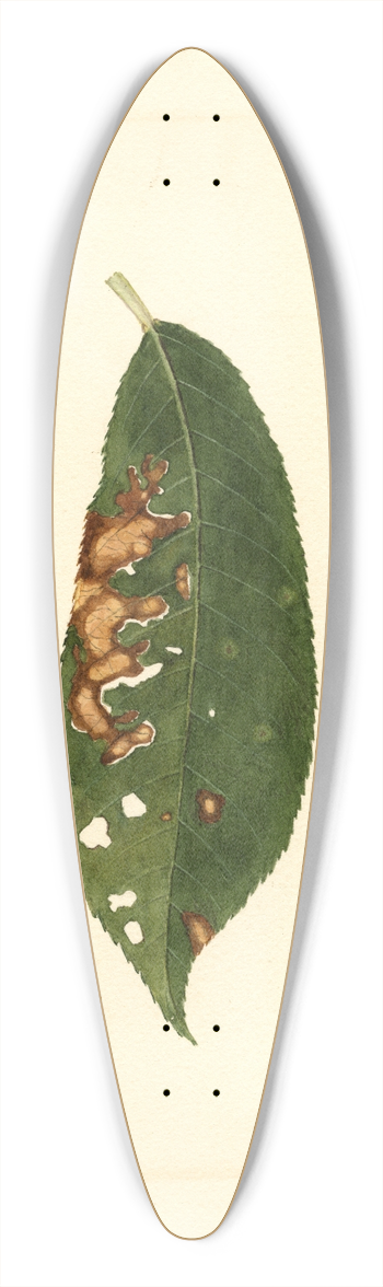 James Marion Shull - Prunus persica 39.3 inch art pintail longboard deck