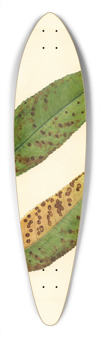 James Marion Shull - Prunus persica: Triumph 39.3 inch art pintail longboard deck