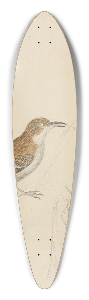 James Sowerby - Eurasian treecreeper 39.3 inch art pintail longboard deck