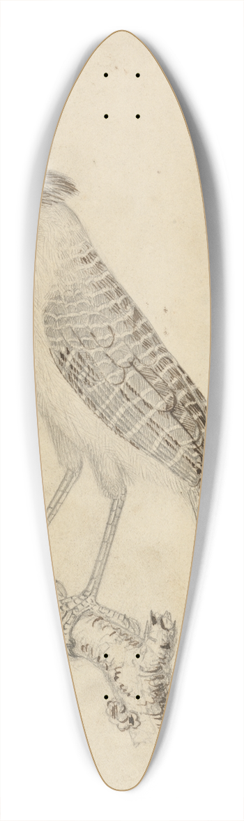 James Sowerby - Giant Antshrike 39.3 inch art pintail longboard deck