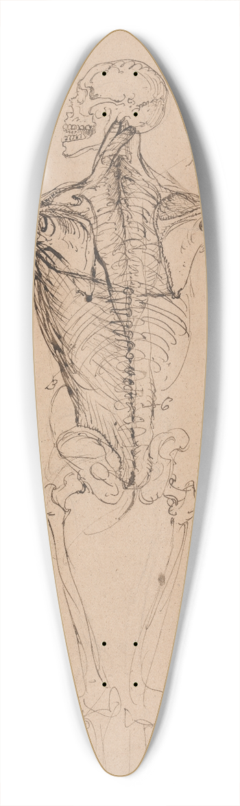 James Ward - Drawing of a Mans Skeleton 39.3 inch art pintail longboard deck