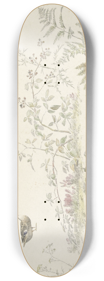 Josephus Augustus Knip - Studieblad met planten en watervogels 8.25 inch art skate deck