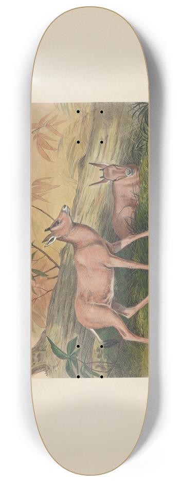 Joseph Wolf - The Young Leucoryx 8.25 inch art skate deck