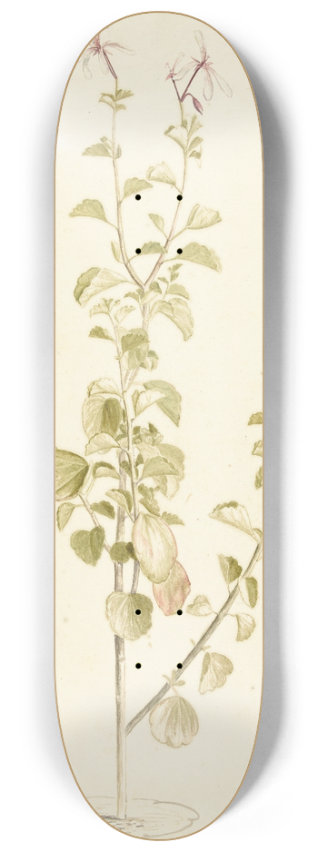 Laurens Vincentsz. van der Vinne - Bloeiende Pelargonium 8.25 inch art skate deck