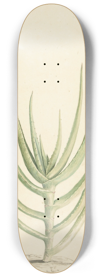 Laurens Vincentsz. van der Vinne - Crassula perfoliata 8.25 inch art skate deck