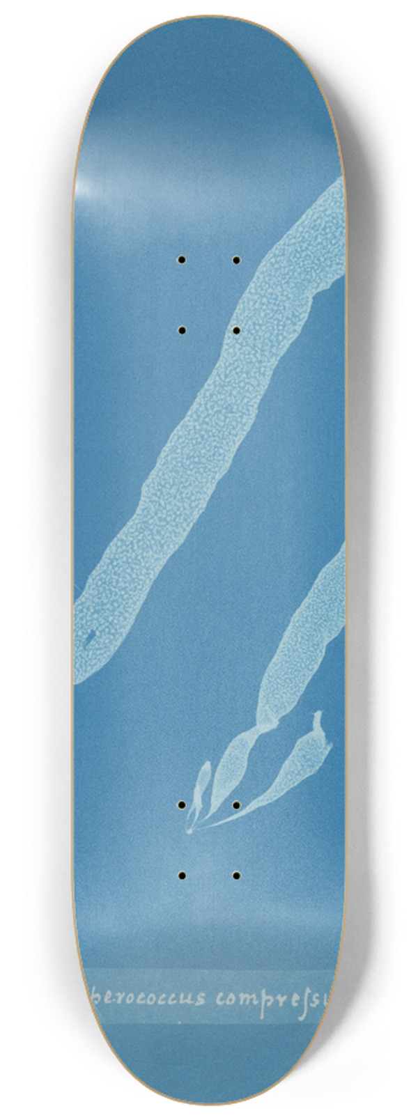 Anna Atkins - Asperococcus compressus 8.25 inch art skate deck