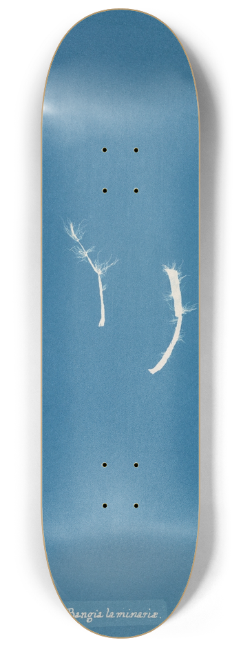 Anna Atkins - Bangia laminariae 8.25 inch art skate deck