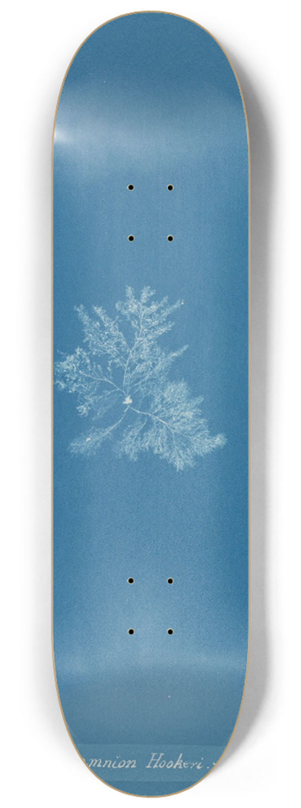 Anna Atkins - Callithamnion Hookeri. var. 8.25 inch art skate deck