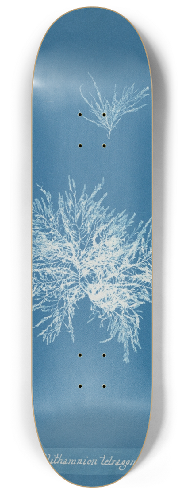 Anna Atkins - Callithamnion tetragonum 8.25 inch art skate deck
