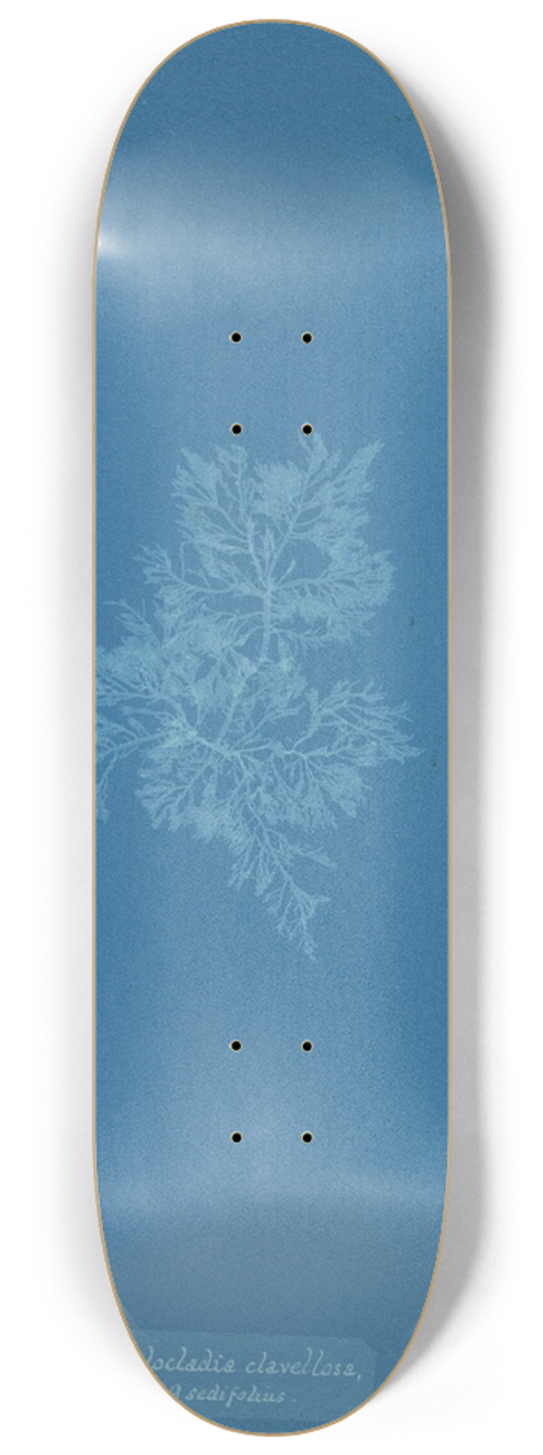 Anna Atkins - Chylocladia clavellosa  sedifolius 8.25 inch art skate deck