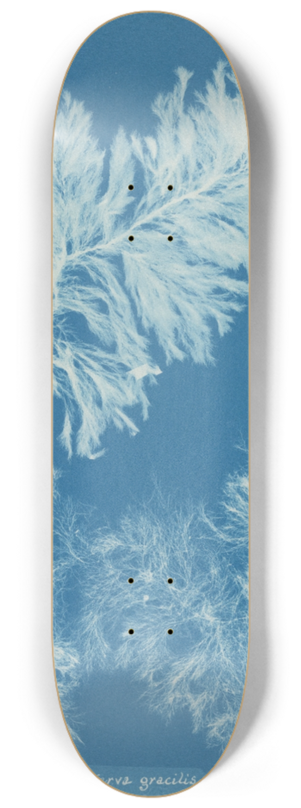 Anna Atkins - Conferva gracilis 8.25 inch art skate deck