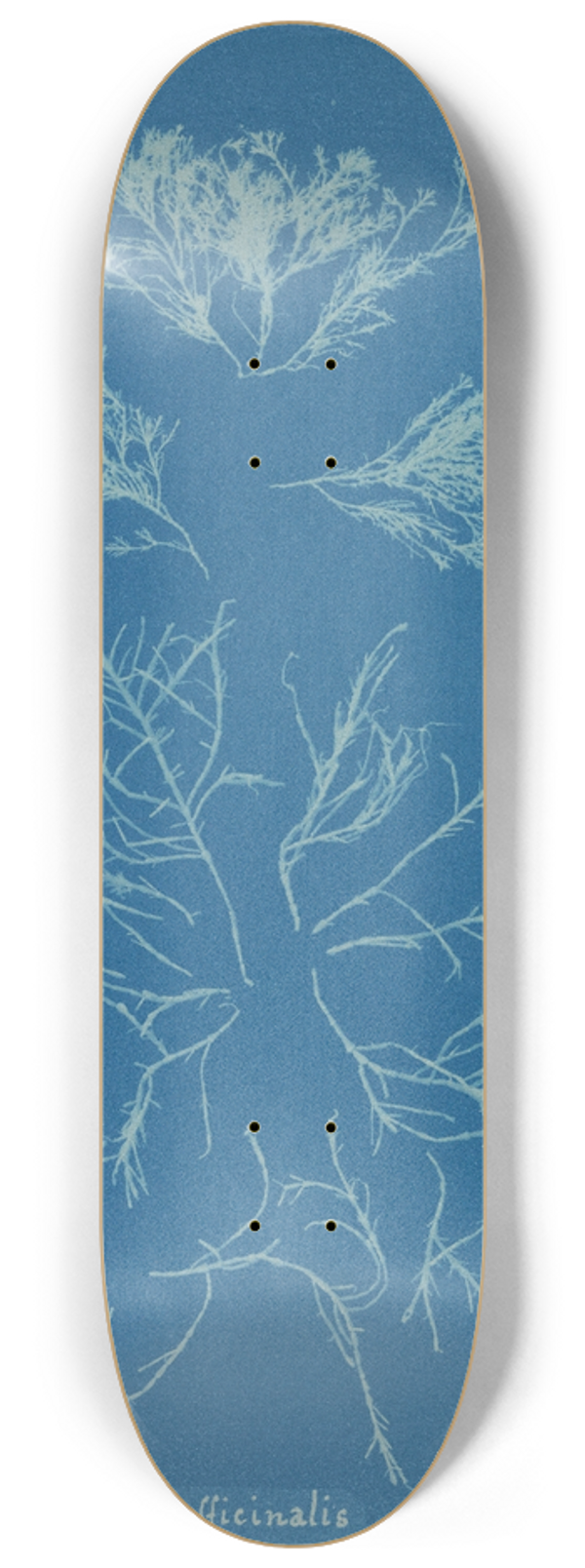 Anna Atkins - Corallina officinalis 8.25 inch art skate deck
