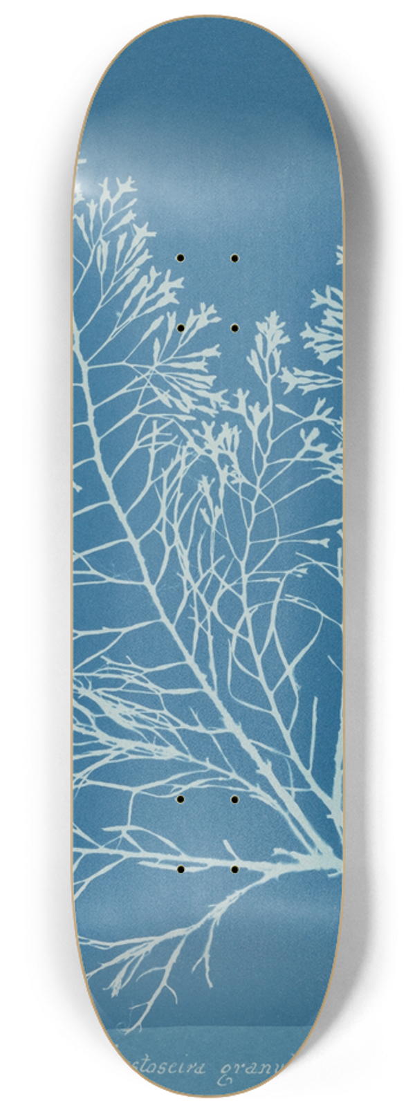 Anna Atkins - Cystoseira granulata 8.25 inch art skate deck