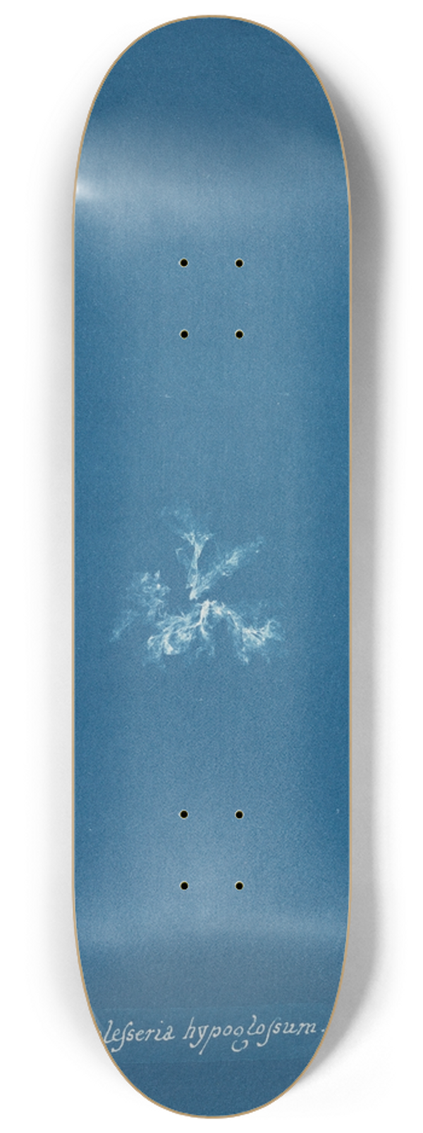 Anna Atkins - Delesseria hypoglossum 8.25 inch art skate deck
