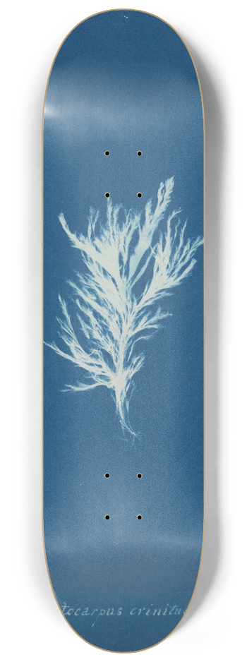 Anna Atkins - Ectocarpus crinitus. 8.25 inch art skate deck