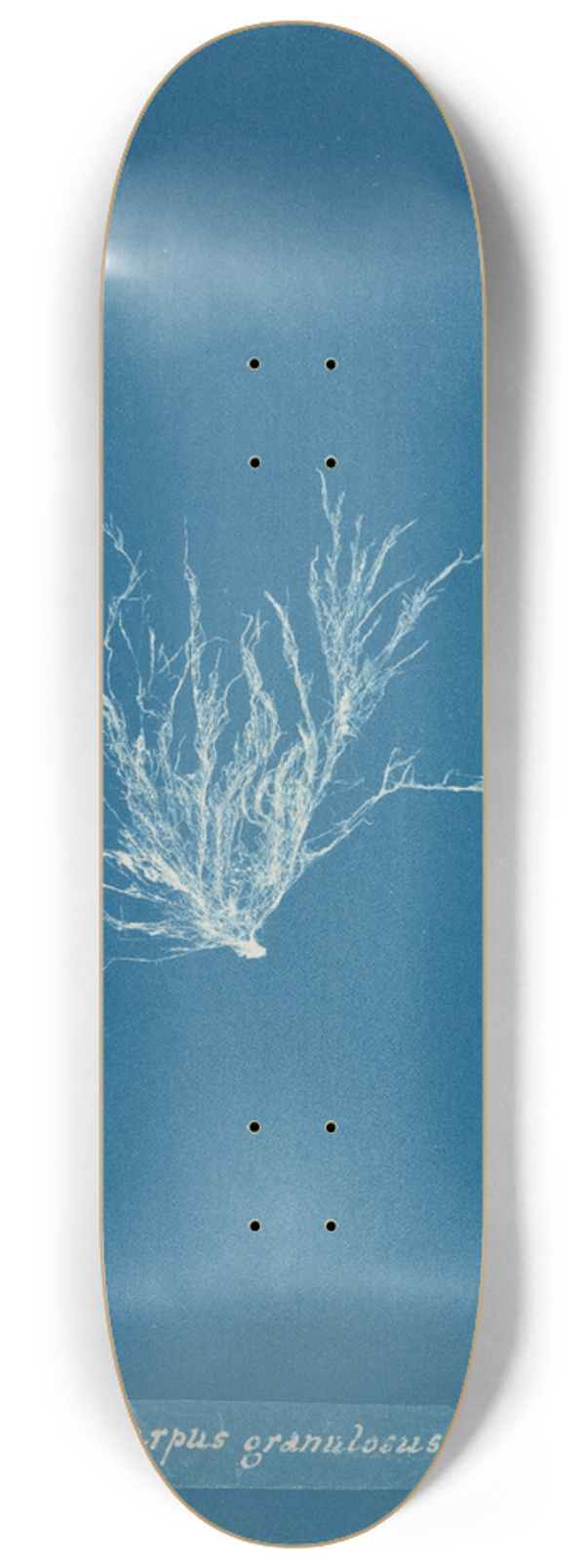 Anna Atkins - Ectocarpus granulosus. 8.25 inch art skate deck