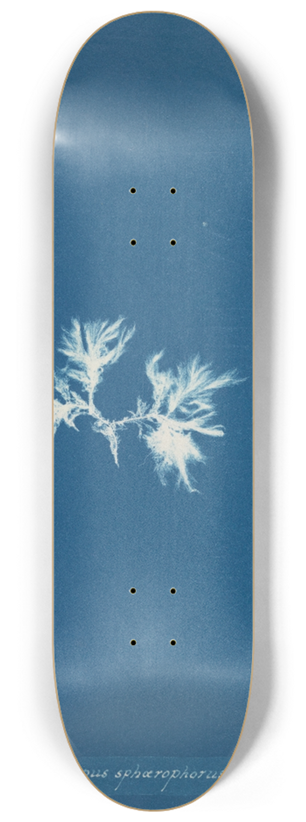 Anna Atkins - Ectocarpus sphaerophorus 8.25 inch art skate deck
