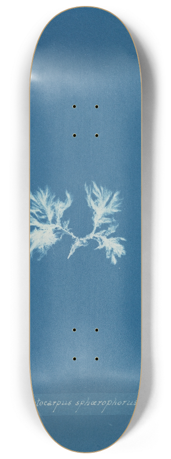 Anna Atkins - Ectocarpus sphrophorus 8.25 inch art skate deck