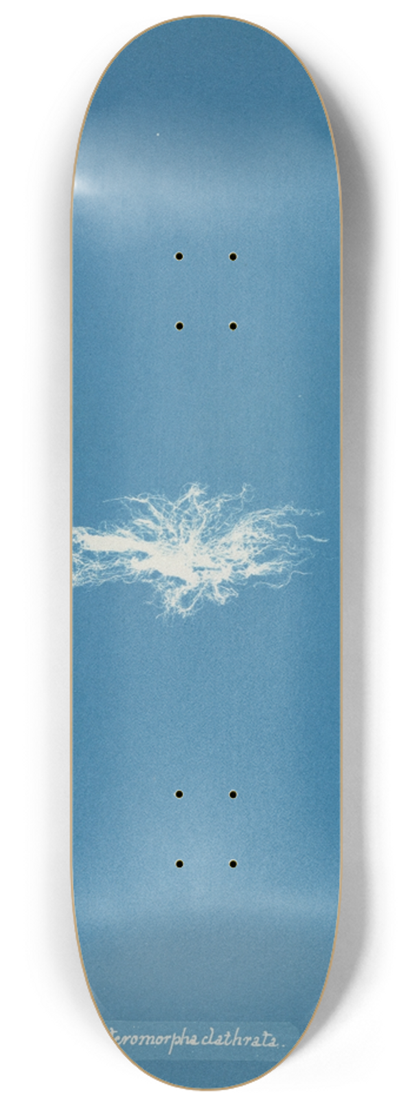 Anna Atkins - Enteromorpha clathrata 8.25 inch art skate deck