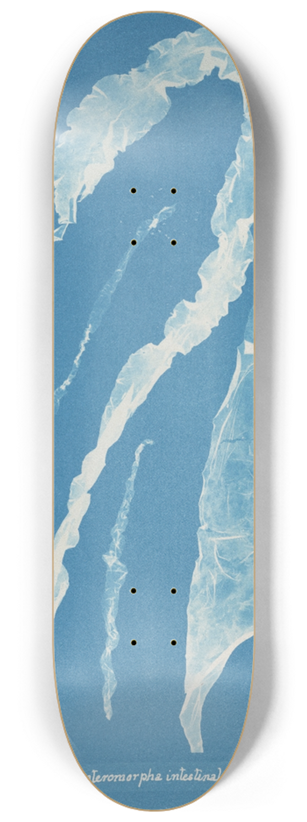 Anna Atkins - Enteromorpha intestinalis 8.25 inch art skate deck