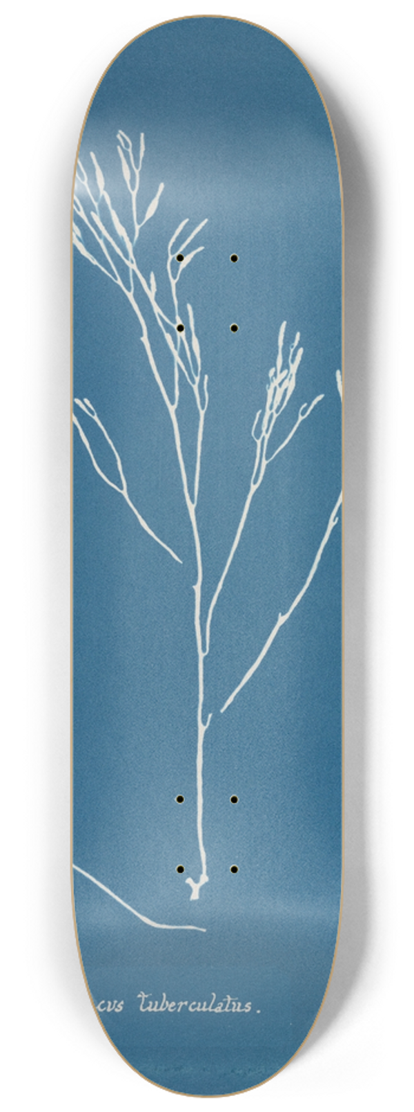Anna Atkins - Fucus tuberculatus 8.25 inch art skate deck