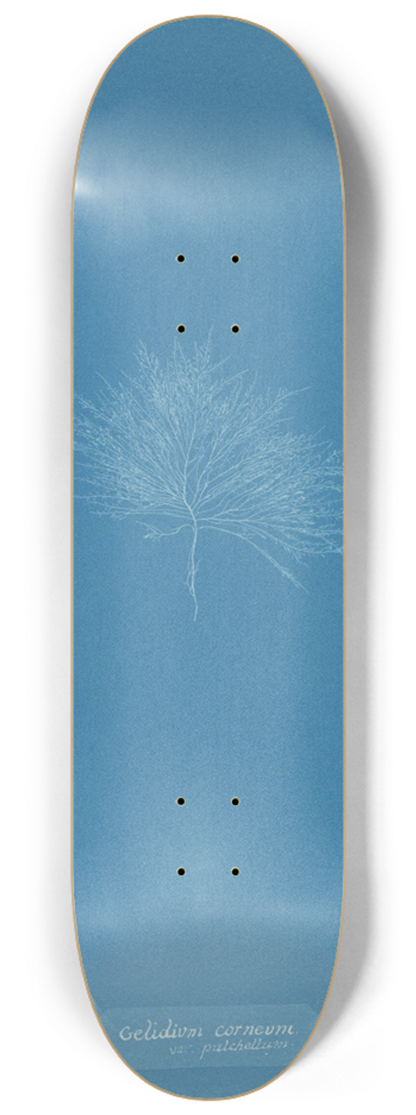 Anna Atkins - Gelideum corneum var. pulchellum 8.25 inch art skate deck