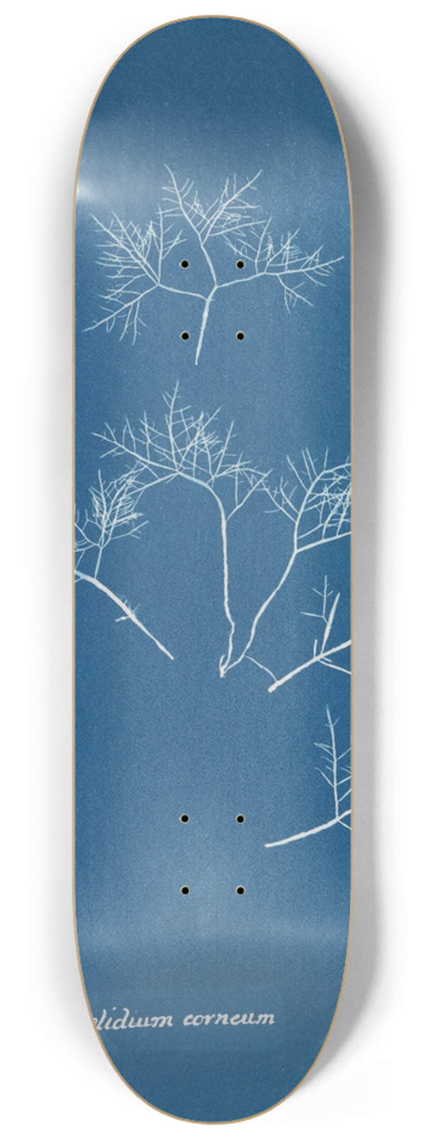 Anna Atkins - Gelidium corneum 8.25 inch art skate deck