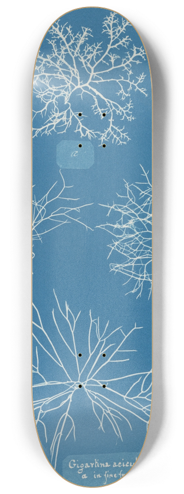 Anna Atkins - Gigartina acicularis, a. in fine fruit 8.25 inch art skate deck