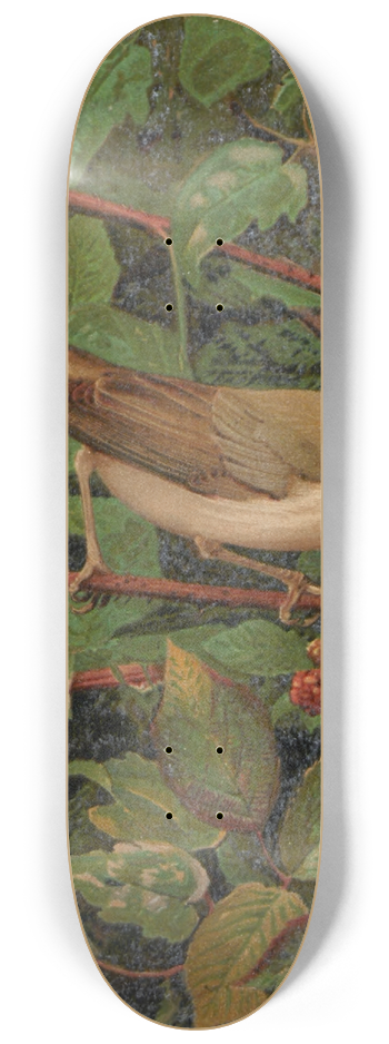 Lo-Paul Robert - Fauvette a tte noire 8.25 inch art skate deck