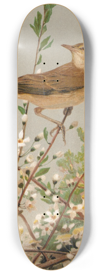 Lo-Paul Robert - Fauvette des jardins 8.25 inch art skate deck