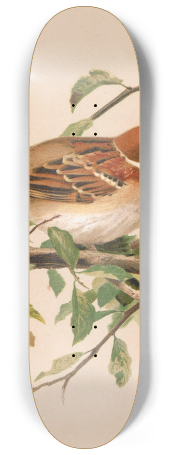 Lo-Paul Robert - Moineau Friquet 8.25 inch art skate deck