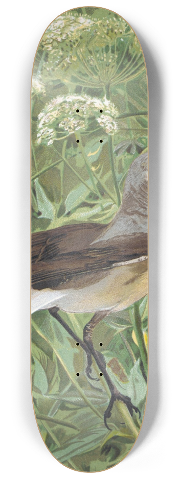 Lo-Paul Robert - Traquet Motteux 8.25 inch art skate deck