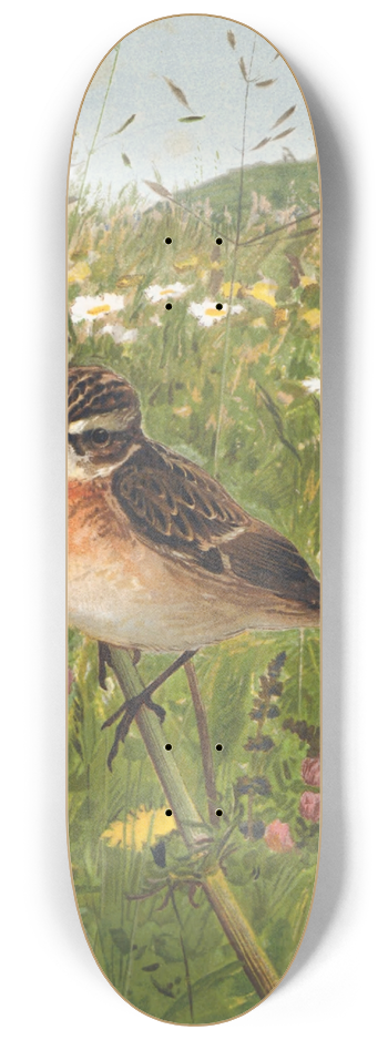 Lo-Paul Robert - Traquet Tarier 8.25 inch art skate deck