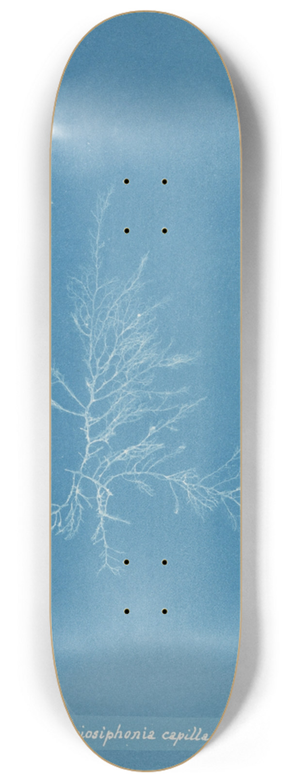Anna Atkins - Gloiosiphonia capillaris. 8.25 inch art skate deck