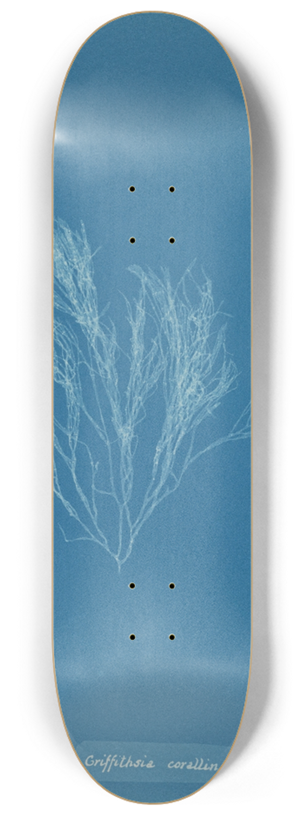 Anna Atkins - Griffithsia corallina. 8.25 inch art skate deck
