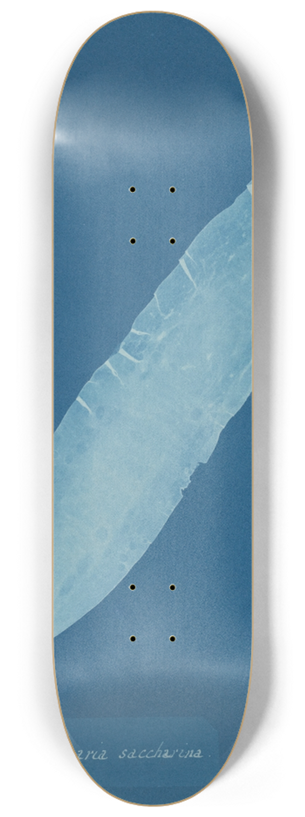 Anna Atkins - Laminaria saccharina 8.25 inch art skate deck