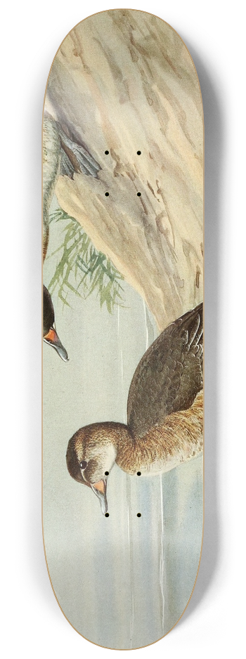 Louis Agassiz Fuertes - Black-Headed Duck 8.25 inch art skate deck