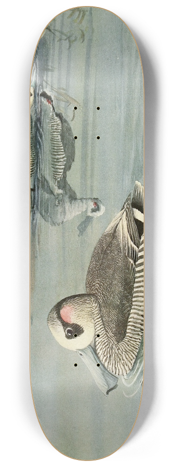 Louis Agassiz Fuertes - Pink-Eared Duck 8.25 inch art skate deck