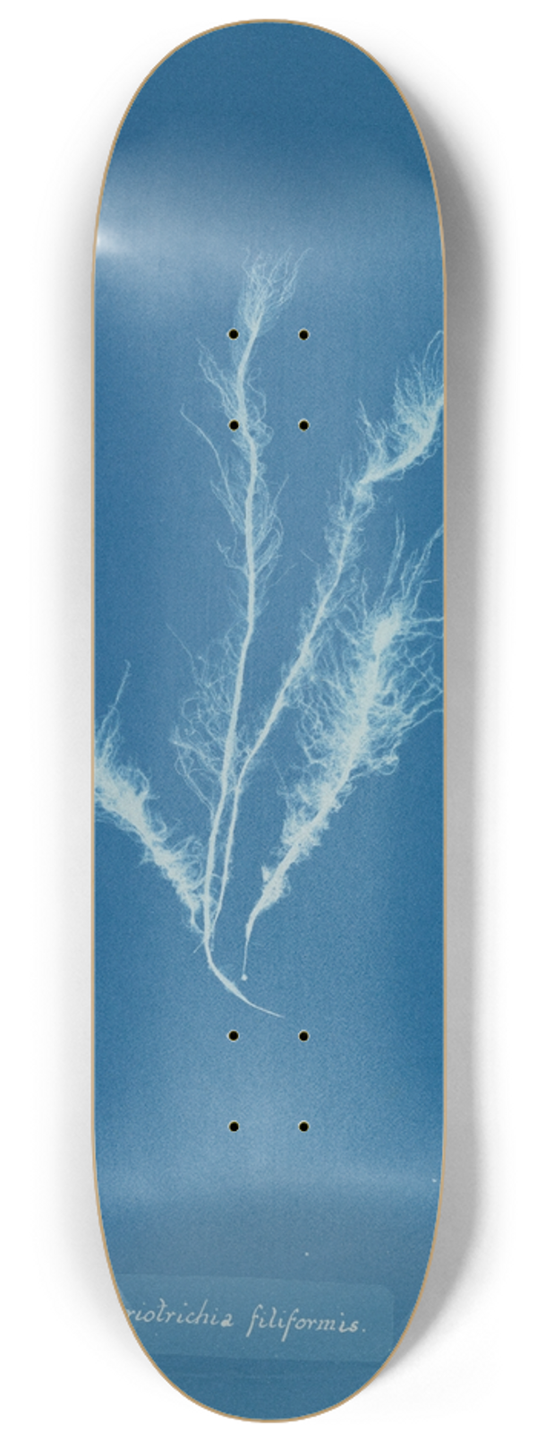 Anna Atkins - Myriotrichia filiformis 8.25 inch art skate deck