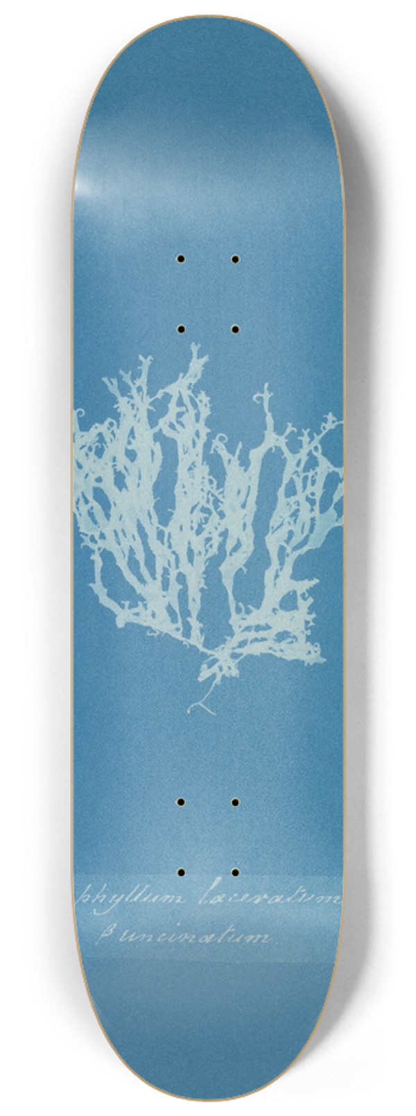 Anna Atkins - Nitophyllum laceratum  uncinatum 8.25 inch art skate deck