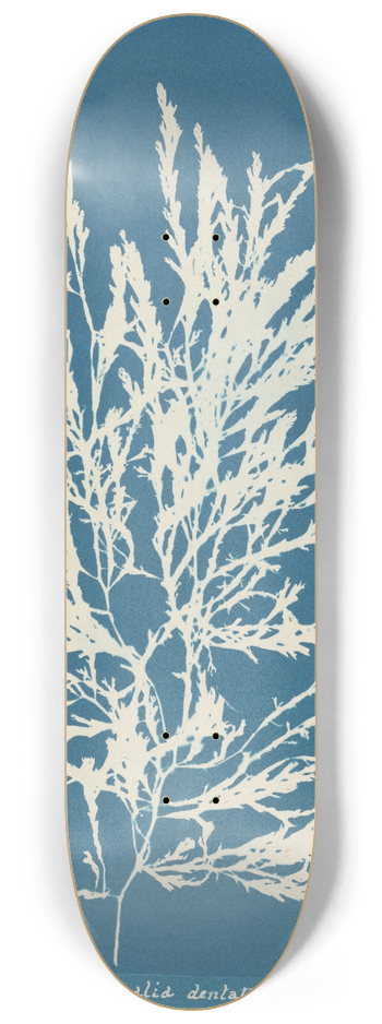 Anna Atkins - Odonthalia dentata 8.25 inch art skate deck