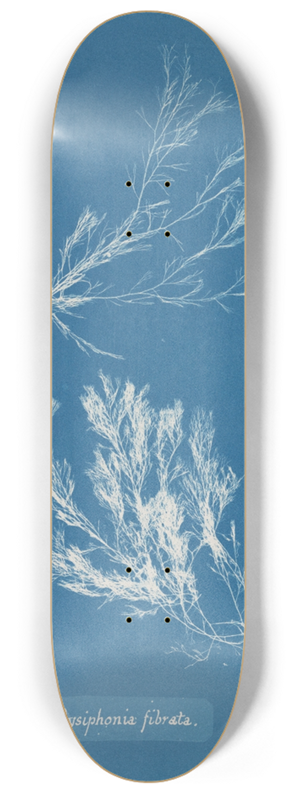 Anna Atkins - Polysiphonia fibrata 8.25 inch art skate deck