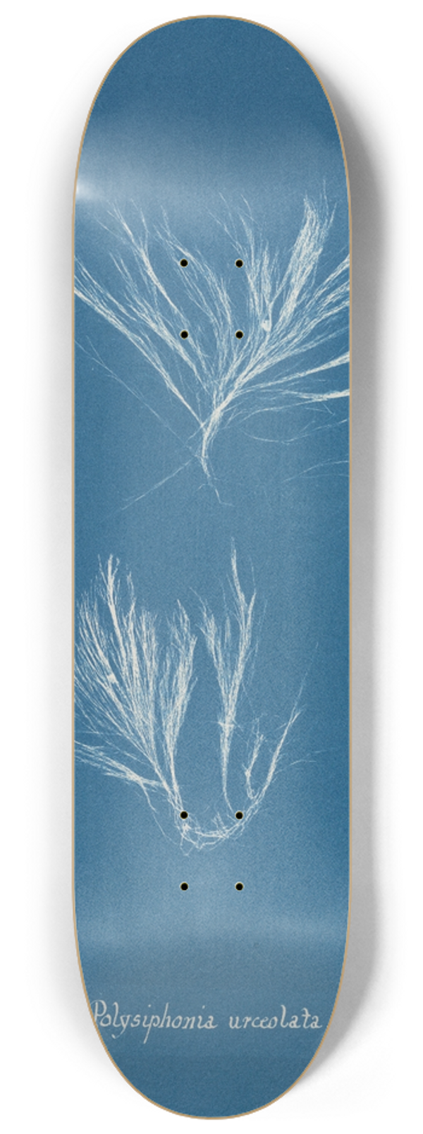 Anna Atkins - Polysiphonia urceolata 8.25 inch art skate deck