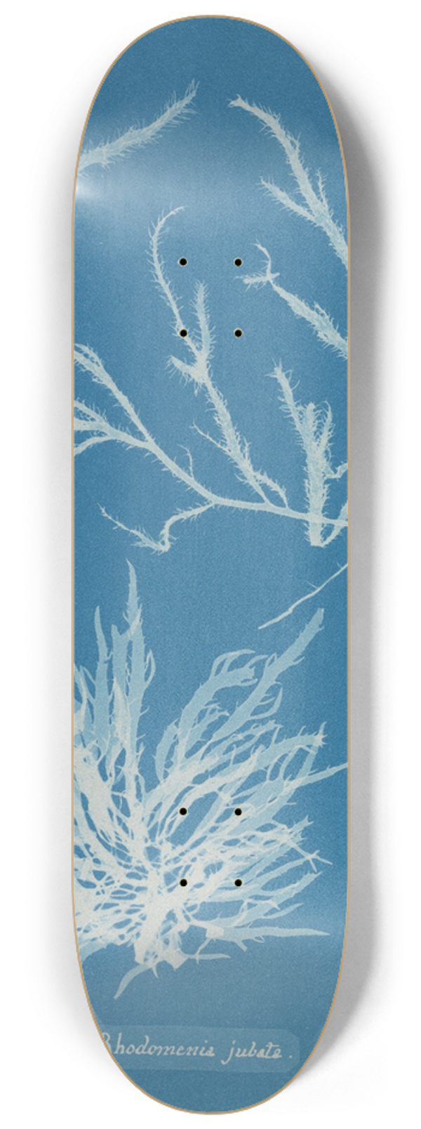 Anna Atkins - Rhodomenia jubata 8.25 inch art skate deck