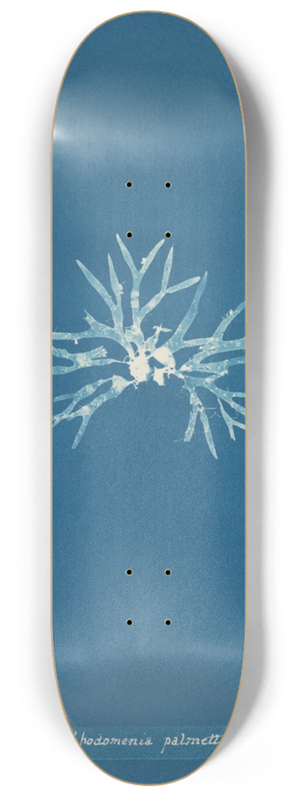 Anna Atkins - Rhodomenia palmetta 8.25 inch art skate deck