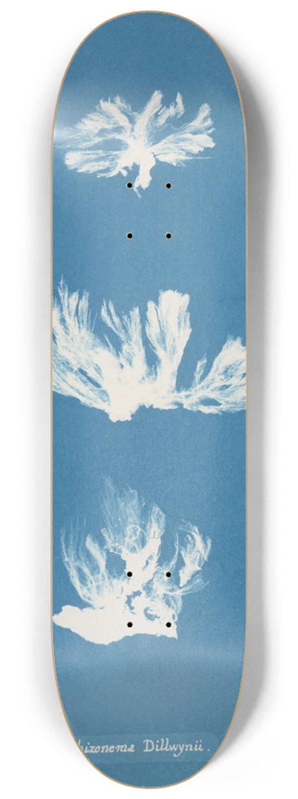 Anna Atkins - Schizonema Dillwynii 8.25 inch art skate deck