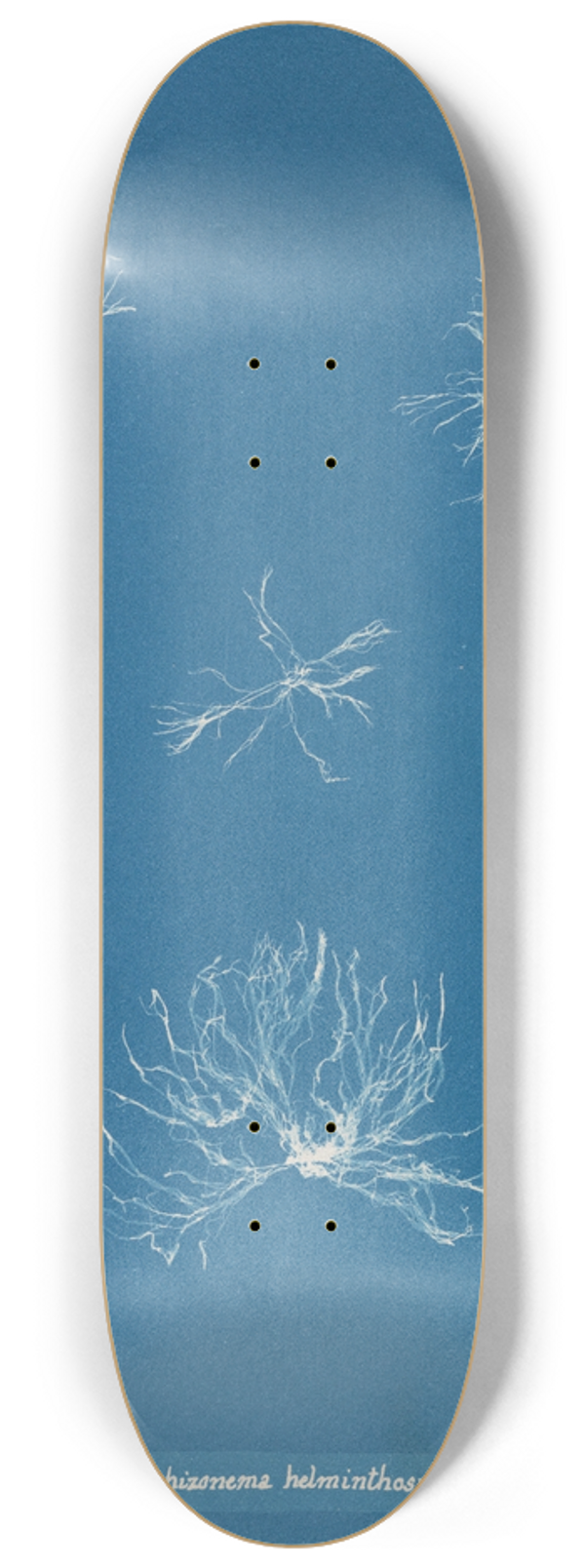 Anna Atkins - Schizonema helminthosum 8.25 inch art skate deck