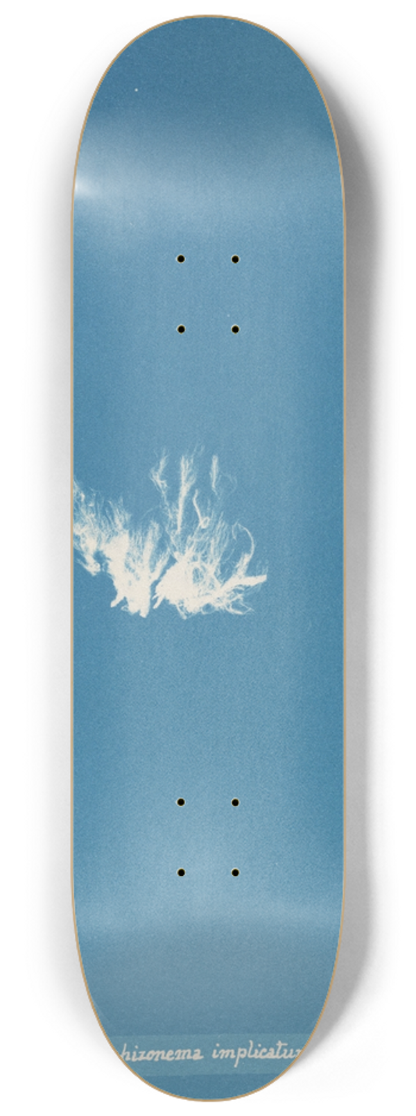 Anna Atkins - Schizonema implicatum 8.25 inch art skate deck