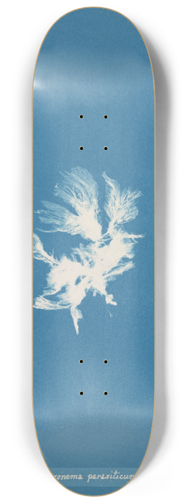 Anna Atkins - Schizonema parasiticum 8.25 inch art skate deck