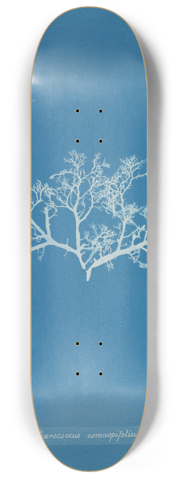 Anna Atkins - Sphaerococcus coronopifolius 8.25 inch art skate deck